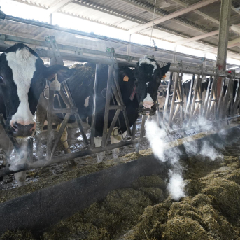 Cantabria lanzará nuevas ayudas para vacunación y control sanitario en explotaciones ganaderas Cantabria lanzará nuevas ayudas para vacunación y control sanitario en explotaciones ganaderas