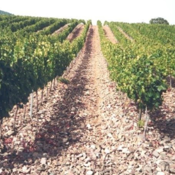 El Govern paga 804.945 euros en ayudas a viñedos de 2023 y 2024 El Govern paga 804.945 euros en ayudas a viñedos de 2023 y 2024