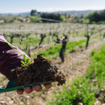 Un estudio confirma que la agricultura regenerativa mejora la calidad de los alimentos Un estudio confirma que la agricultura regenerativa mejora la calidad de los alimentos