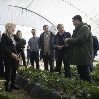 Planas reclama a la UE activar la reserva de crisis agrícola para el campo andaluz, con 14.000 hectáreas dañadas