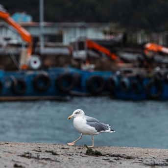 Nuevo caso de gripe aviar en aves silvestres detectado en Moaña (Pontevedra)