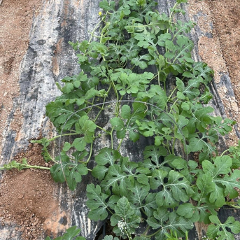 Asaja prevé que la sandía lidere la campaña 2025/2026 con un 9% más de superficie cultivada