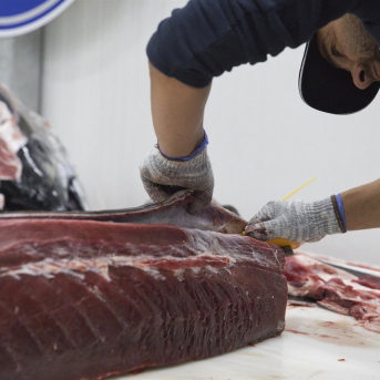 El Parlamento canario cuestiona el cerco de atún y el promotor acusa a los grupos de vivir en la “prehistoria”
