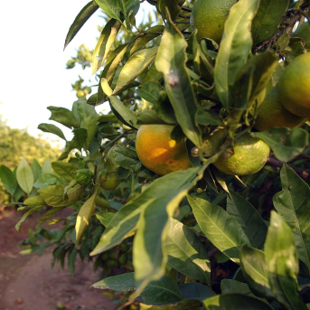 Las Interprofesionales Agroalimentarias avalan “favorablemente” la nueva extensión de norma de la naranja