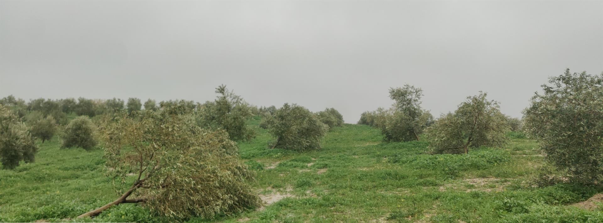 Asaja eleva a “más de 700 millones” las pérdidas en el campo cordobés por los últimos temporales