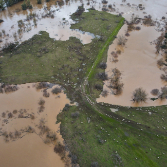 Un ganadero extremeño reclama auxilio para salvar 500 ovejas aisladas por la crecida del Guadiana