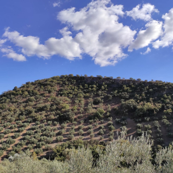 UGT reclama medidas urgentes y excepcionales para los 40.000 jornaleros del campo en Córdoba
