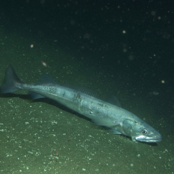 El aumento de la temperatura del mar reduce la talla de madurez de la merluza europea, según el IEO
