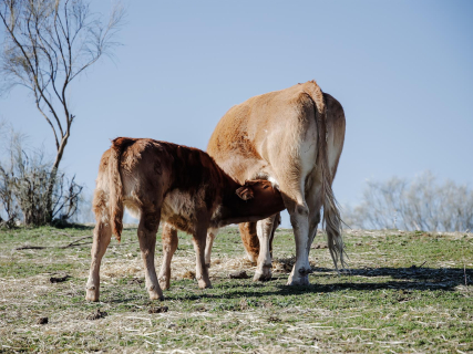 AFTECA alerta de la caída en el sacrificio de terneros en Cantabria