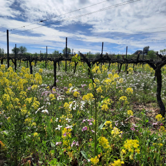 Família Torres reivindica los beneficios ambientales y para la salud de la agricultura regenerativa Família Torres reivindica los beneficios ambientales y para la salud de la agricultura regenerativa