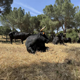 Más de 21.000 reses limpiarán 3.750 hectáreas de monte en Madrid para frenar incendios Más de 21.000 reses limpiarán 3.750 hectáreas de monte en Madrid para frenar incendios