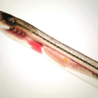 Aproang reclama una gestión global para garantizar el futuro de la anguila europea