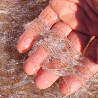 Extremadura aguardará al encuentro entre Ministerio y autonomías antes de fijar postura sobre la protección de la anguila