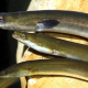 Transición Ecológica plantea blindar la anguila como especie en peligro y cuatro CCAA se oponen