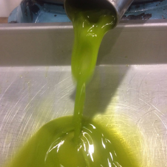 Cooperativas ve casi imposible llegar al aforo de 475.000 toneladas de aceite de oliva en Jaén