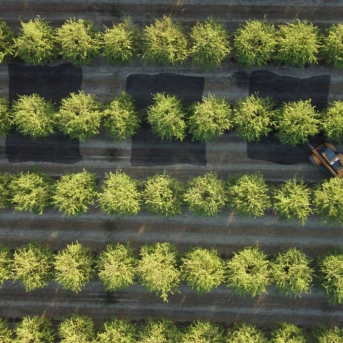 El IAS-CSIC aplica LiDAR para optimizar el riego en almendros y otros leñosos El IAS-CSIC aplica LiDAR para optimizar el riego en almendros y otros leñosos