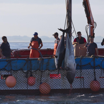 El calentamiento del océano empujará al atún rojo del Atlántico hacia el norte, según un nuevo estudio