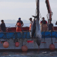 El calentamiento del océano empujará al atún rojo del Atlántico hacia el norte, según un nuevo estudio