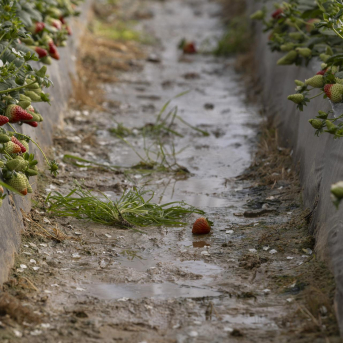 El campo andaluz exige mayor detalle en las ayudas y Asaja se opone a rebajar las peonadas