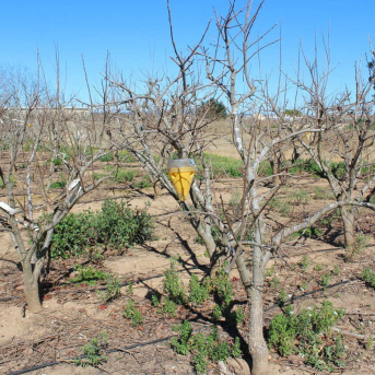 La Unió tacha de irregular la campaña del caqui por las plagas y el aumento de destríos