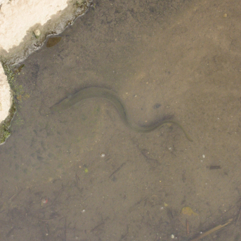 Las CCAA frenan de nuevo la máxima protección de la anguila y el MITECO las acusa de ignorar la ciencia