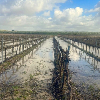 Andalucía lanza siete guías para gestionar cultivos tras inundaciones y lluvias extremas