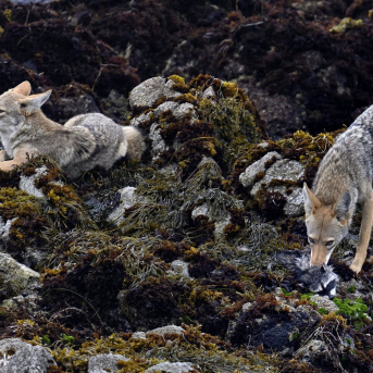 Bruselas sigue en conversaciones con el Gobierno por el informe sobre el lobo