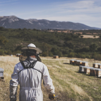 Las borrascas arrasan colmenas andaluzas pero el sector confía en una primavera favorable Las borrascas arrasan colmenas andaluzas pero el sector confía en una primavera favorable