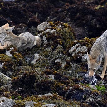 Ampliación | Bruselas mantiene conversaciones con el Gobierno sobre el informe del lobo, que continúa bajo protección