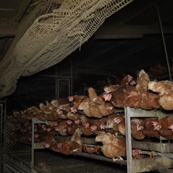 Gallinas en la granja avícola de Llucmajor ARDE