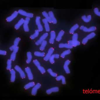 Un análisis genómico destaca el papel clave de los extremos cromosómicos del trigo en su mejora genética