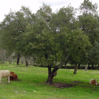 La Junta abona 38 millones en ayudas a ganaderos extremeños de vacuno extensivo