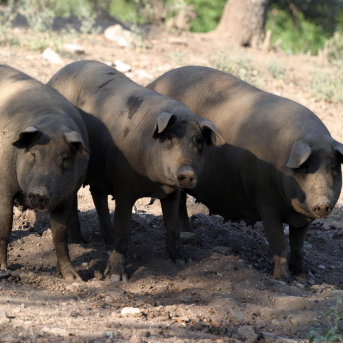 Ganaderos denuncian pérdidas millonarias por las borrascas y el cerdo ibérico ve mermada la montanera de bellota