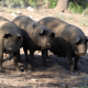 Ganaderos denuncian pérdidas millonarias por las borrascas y el cerdo ibérico ve mermada la montanera de bellota