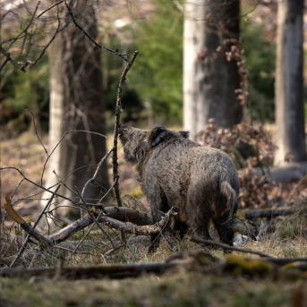 Asturias prolonga la caza del jabalí hasta el 31 de marzo para frenar la peste porcina africana Asturias prolonga la caza del jabalí hasta el 31 de marzo para frenar la peste porcina africana