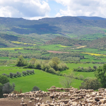 El Govern adelanta 3,5 millones de la PAC 2025 a 1.053 ganaderos de ovino y caprino El Govern adelanta 3,5 millones de la PAC 2025 a 1.053 ganaderos de ovino y caprino