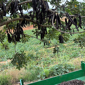 Troceadores de algarroba de Mallorca avisan de que la cosecha de 2026 peligrará por el desplome del consumo al 50%