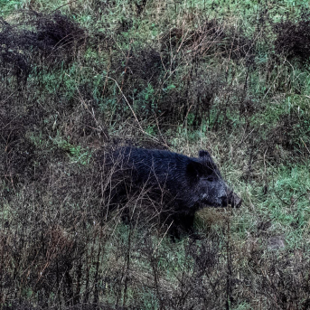 Bruselas avala la nueva zonificación española de la PPA que flexibiliza ciertos movimientos en granjas