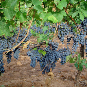 Un nuevo material del IMDEA mantiene las uvas frescas un mes sin frío