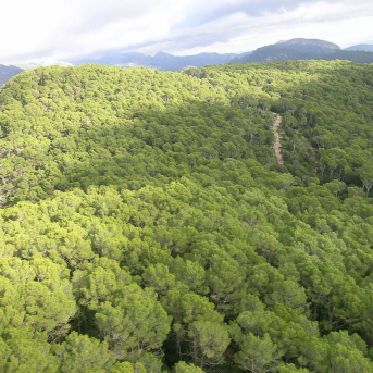 Baleares impulsa un proyecto para medir y reforzar el carbono que almacenan sus bosques Baleares impulsa un proyecto para medir y reforzar el carbono que almacenan sus bosques