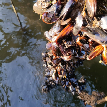 Productores de mejillón alertan de muertes en bateas de la ría de Arousa tras las intensas lluvias