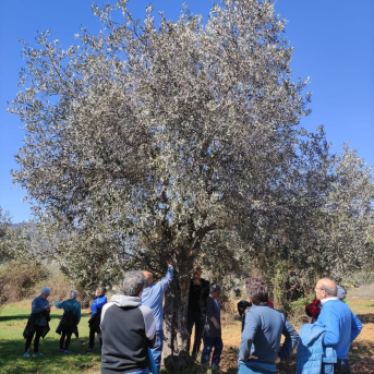 Boltaña celebra su esencia en la primera Jornada del Olivo y del Aceite Boltaña celebra su esencia en la primera Jornada del Olivo y del Aceite