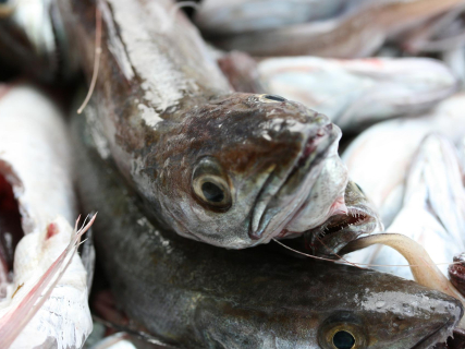 La Rula de Avilés impulsa en Salenor el consumo de merluza con la campaña Tu proteína 360