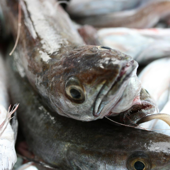 La Rula de Avilés impulsa en Salenor el consumo de merluza con la campaña Tu proteína 360