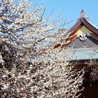 Primavera secreta de Japón TURISMO DE TOKIO