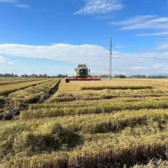 UPA-UCE alerta de que la entrada masiva de arroz extracomunitario está hundiendo los precios