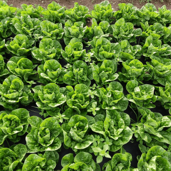 Damm y Ametller Origen convierten restos cerveceros en fertilizantes ecológicos