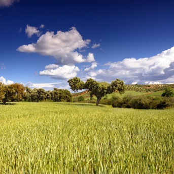 La Junta fija las nuevas condiciones de flexibilización de las ayudas del Plan Estratégico de la PAC para 2026