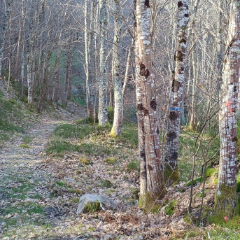 Avanza la recuperación del bosque autóctono de Bezanes con una inversión de 200.000 euros Avanza la recuperación del bosque autóctono de Bezanes con una inversión de 200.000 euros