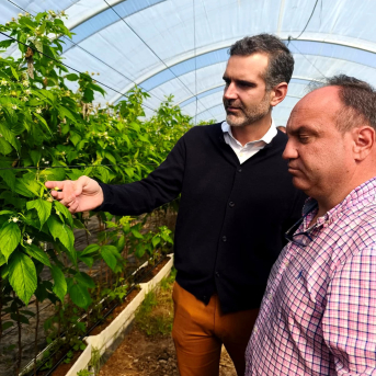 Huelva concentra el 90% de las exportaciones andaluzas de frutos rojos hasta noviembre de 2025